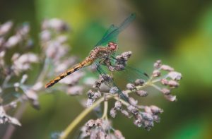 West Virginia Botanic Garden offers time for meditation with nature, printmaking workshop